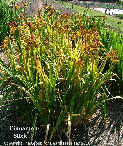 Cinnamon Stick (4)